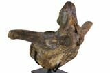 Hadrosaur (Hypacrosaur) Vertebra With Stand - Montana #116288-2